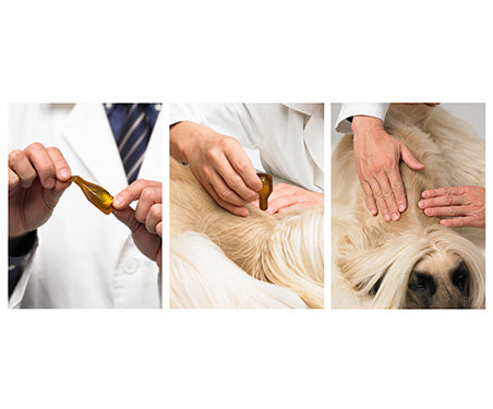 Dermoscent® Essential 6 - užlašinamasis tirpalas šunims odos ir kailio būklei gerinti